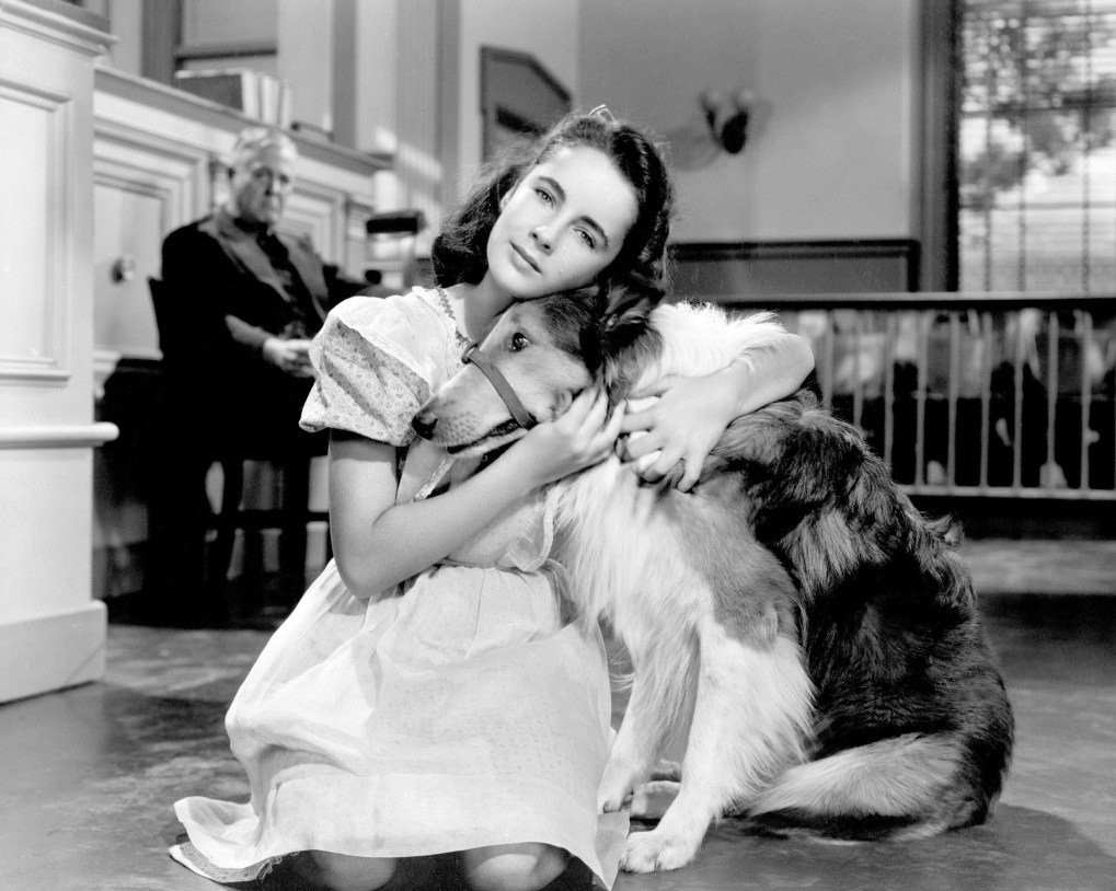 elizabeth-taylor-lassie