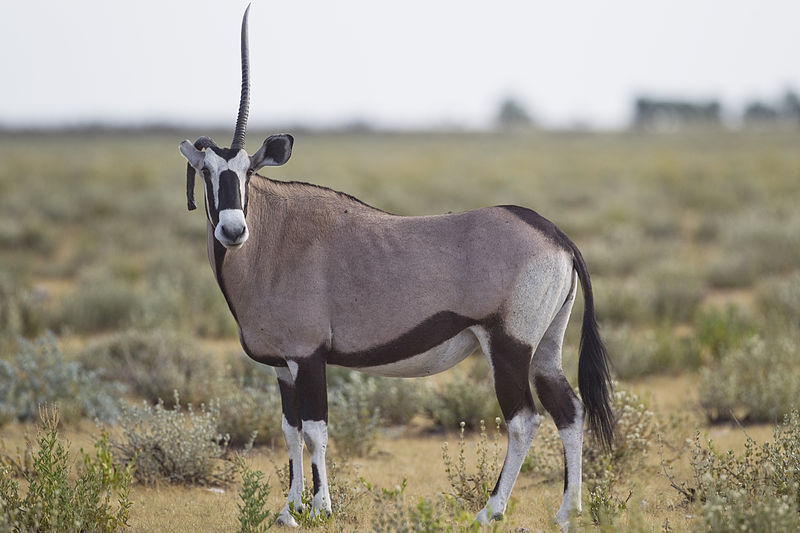 800px-Oryx_gazella_(unicorn)